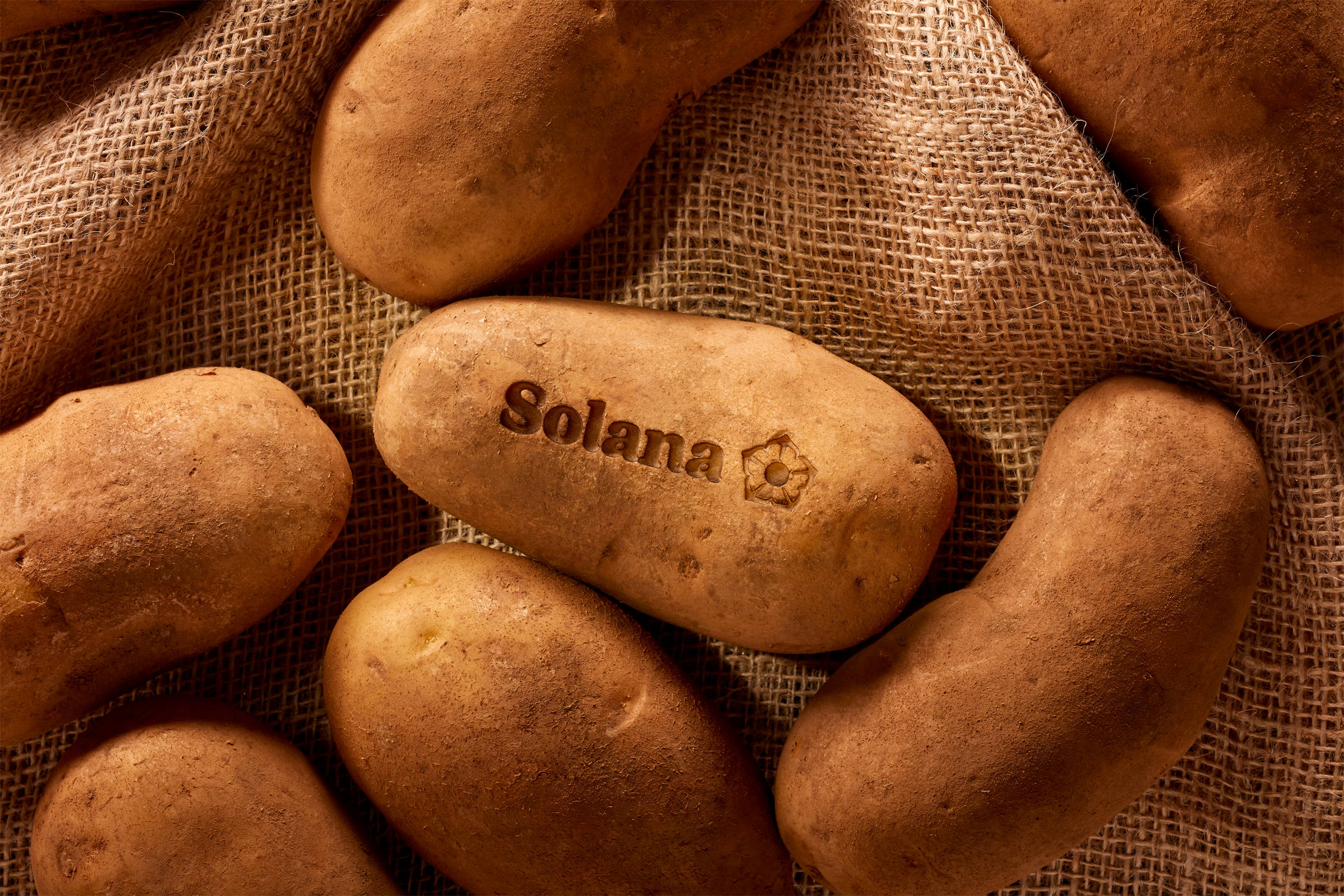 7 rohe Kartoffeln von Solana auf grobem Sack mit Brandzeichen der Firma markiert.